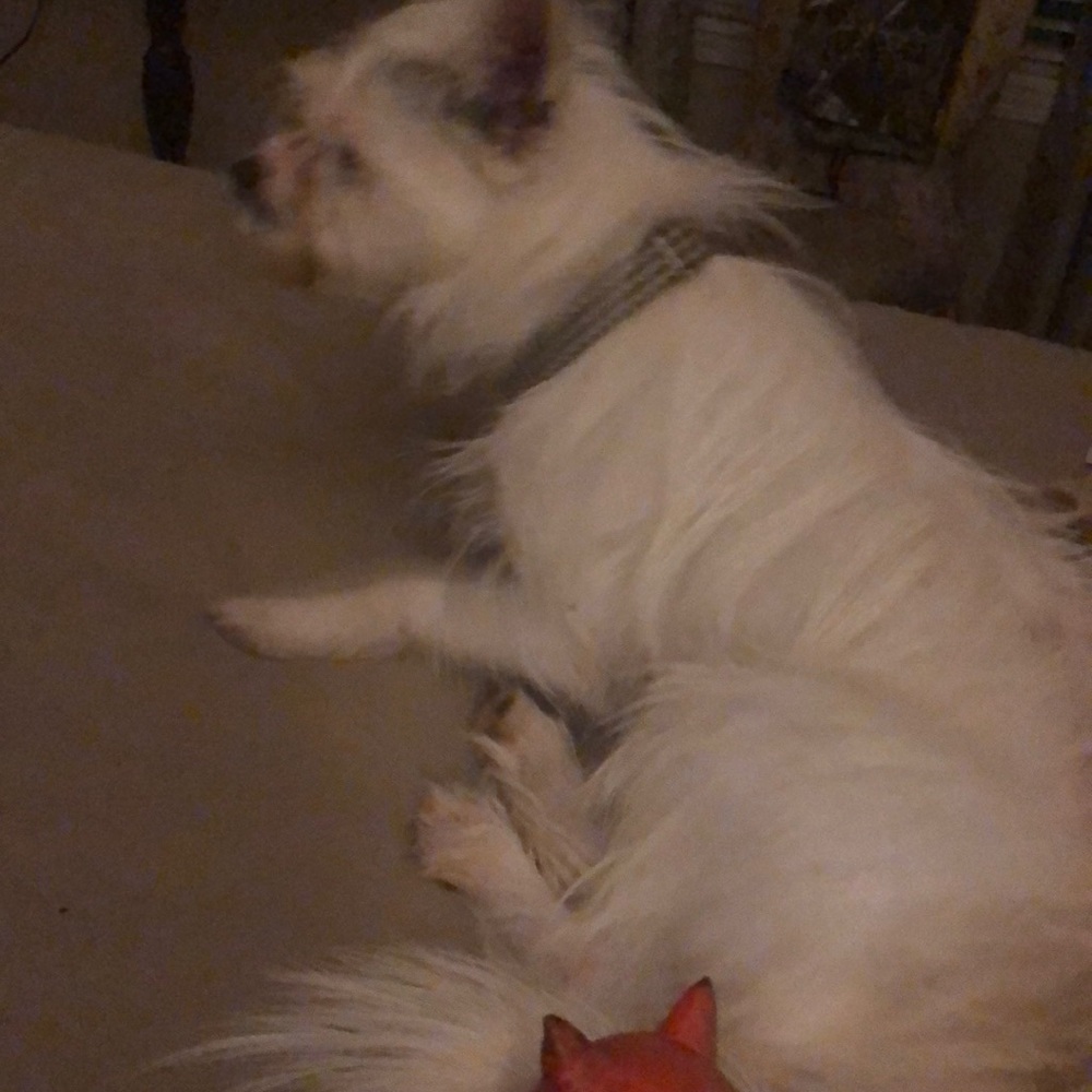 Meet your Posher, Dana